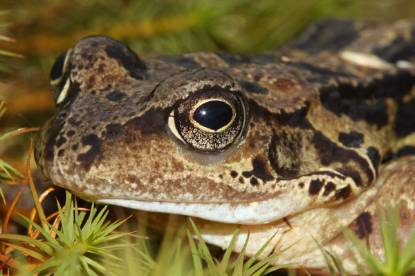09-0871  Common Frog Rana Temporaria Teesdale County Durham